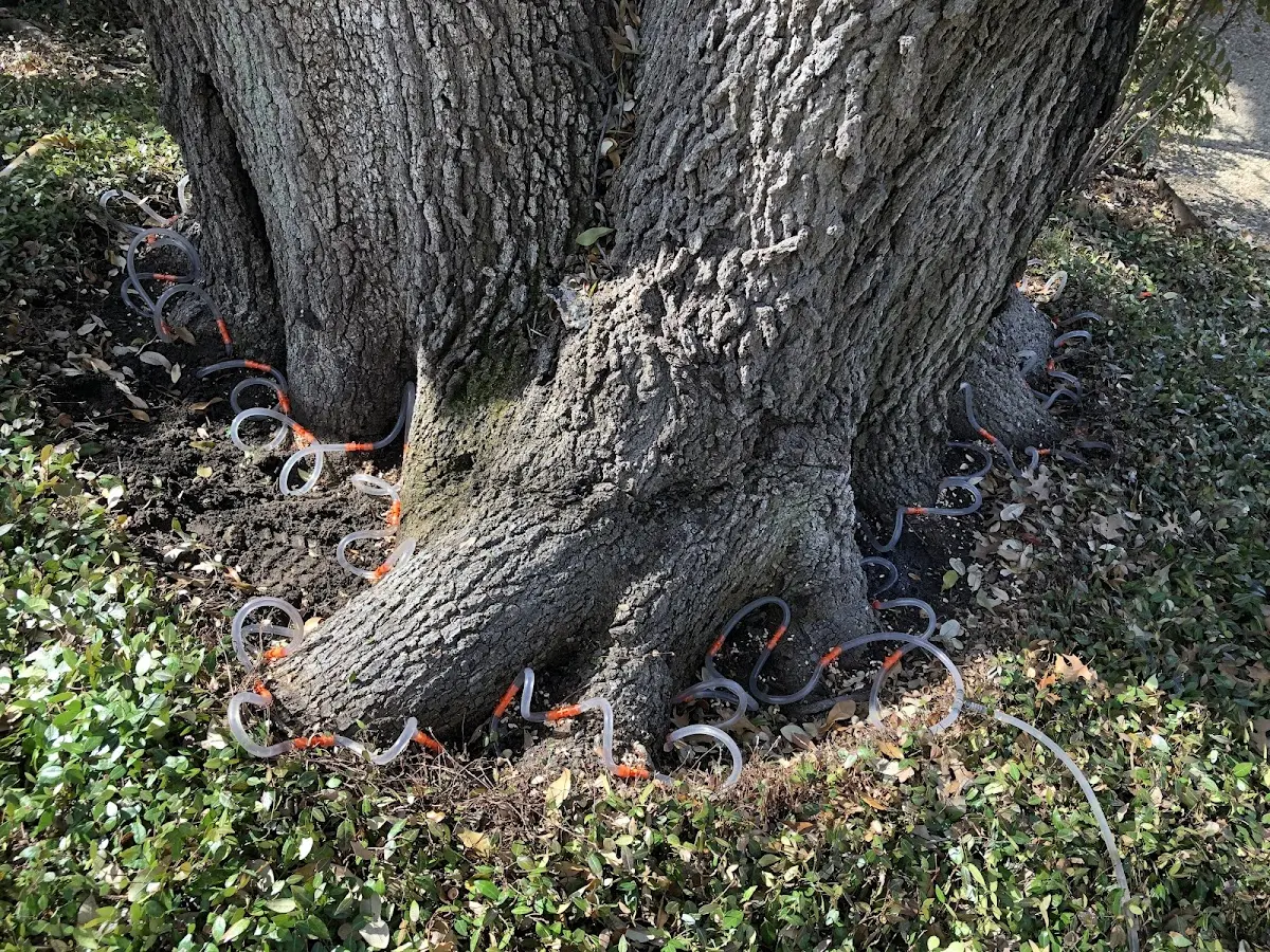 Detailed Tree Cabling and Bracing job site in Toomsboro
