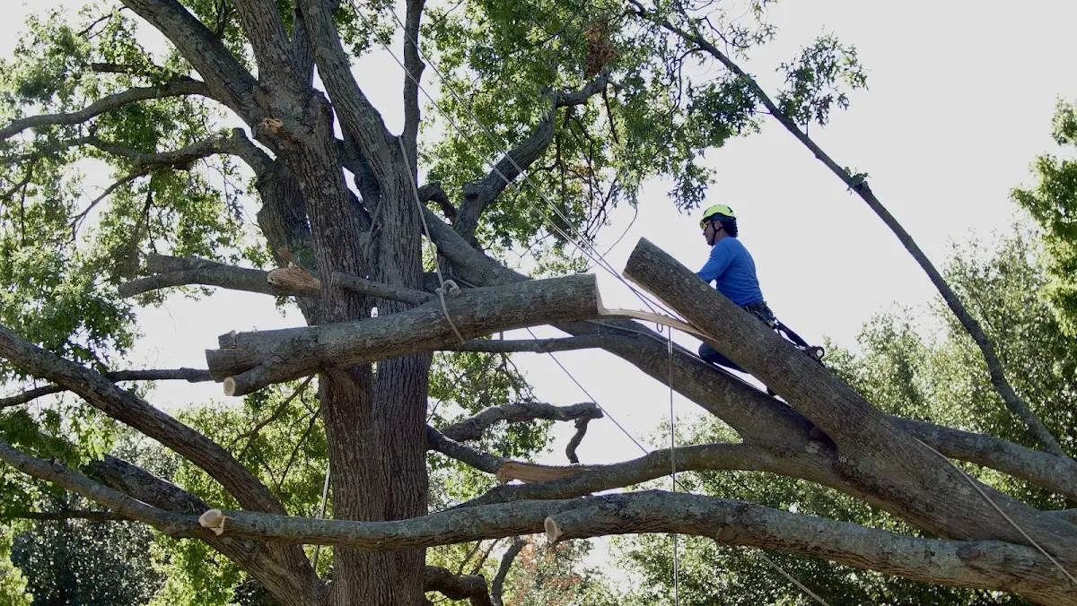 Professional Hazardous Tree Removal performed by certified arborists in Toomsboro